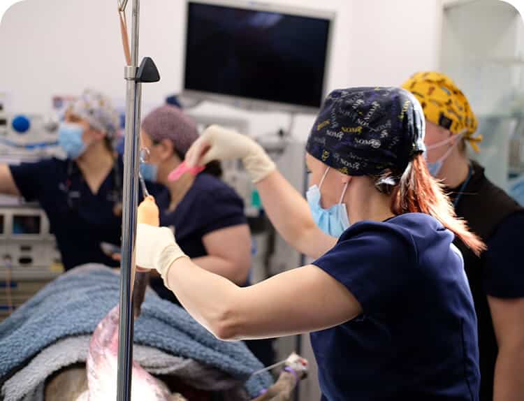 Orthopaedic Surgery
