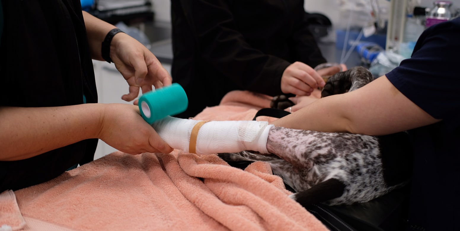 247 Emergency Pet Care Rapid Response